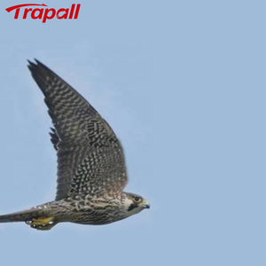 Açık elektronik uçan şahin Raven kuş caydırıcı korkuluk uzaktan kumanda ile - Product Image 2