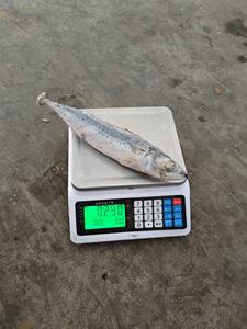ปลาแมคเคอเรลแช่แข็ง 300-500 กรัม จับจากทะเลน้ำลึกโดยตรง เนื้อนุ่ม เหมาะสำหรับอาหารญี่ปุ่นและเกาหลี - Product Image 6