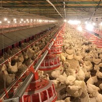 Offre Spéciale 24 trous nid de boîte de poulet pour poules pondeuses nichoirs de poulet