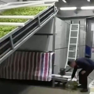 Moringa Blatt pulver Gemüse Zwiebel herstellungs maschine Produktions linien Seetang Tee Moringa Blätter Cassava Trockner Verarbeitung maschine