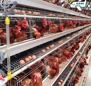 Gabbie per Galline Ovaiole Automatiche <span class=keywords><strong>a</strong></span> 4 Livelli, Zincate, per Allevamento Avicolo, da 120, 128, 160 Posti - In Vendita - Product Image 6