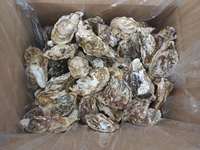 Demi-coquille congelée de haute qualité Huître du Japon Bon prix Saumon frais-Compliment d'huître