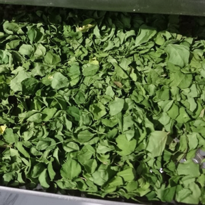 Fabricant de haute qualité Moringa Feuilles séchées (Moringa Oleifera) Amplificateur immunitaire du Vietnam 100% Moringa pur le moins cher - Product Image 1