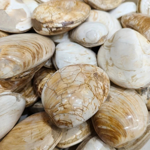 Wholesale Natural Shell fossil <b>Crystal</b> Lam Home Healing Hand Palm Perfect for Home Decor Office Gift - Product Image 3