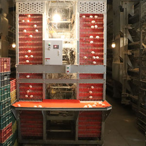 Новое автоматическое оборудование для поднятия курицы H-типа, стальная аккумуляторная клетка с автоматической машиной для сбора яиц - Product Image 6