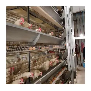 H Type Automatic Egg Layer Chicken Battery Cage for Laying Hens Poultry Farm