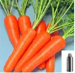 Hochwertiges kalt gepresstes ätherisches Karotten samen öl 100% reines organisches natürliches Pflanzenextrakt-Karotten öl