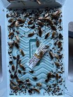 Pièges à colle écologiques pour cafards, jetables, contrôle des insectes et des moustiques, taille américaine, certifiés ROHS, en gel, emballés en sachet