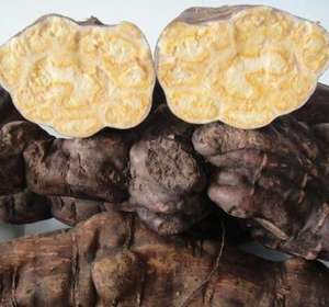 ธรรมชาติ Fo-Ti รากผง Heshouwu / Foti สารสกัดจาก10:1 - Product Image 4