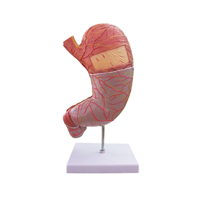 Modelo <span class=keywords><strong>de</strong></span> enseñanza con pantalla médica, modelo <span class=keywords><strong>de</strong></span> anatomía del estómago humano - Product Image 1