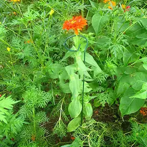Estacas Jardim Single Stem Flower Support Stake Botânica Metal Sticks Anel Suporte Para Flor