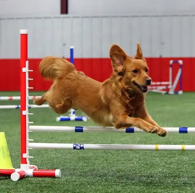 Fabrik neues Design Hund Beweglichkeit Sprung Hürde Haustier Trainings produkte Hund Beweglichkeit Ausrüstung Haustier produkte für Hunde training