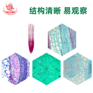 Observación microscópica de los cinco tejidos básicos de las plantas en una placa de microscopio: meristema mecánico y tejidos vegetativos (apto para) - Product Image 5