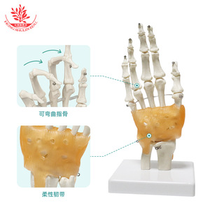 Modèle d'articulation de la main droite humaine FRT031, pouce naturel, paume mobile avec ligaments, spécimen pédagogique et de démonstration. - Product Image 2