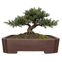 Pots de jardin modernes, pots à bonsaï, pots à fleurs rustiques en argile violette Yi Xing, forme rectangulaire irrégulière, 1-2L, écologiques, non vernissés, pour hôtel