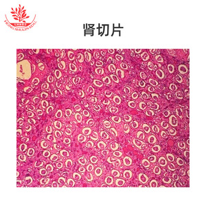 Spécimens clairement définis, structures typiques, lamelles de laboratoire biologique pour l'enseignement supérieur, lamelles de tissus humains, enseignement - Product Image 1