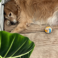 Lit pour chien extra large, tapis plat pour animaux de compagnie, coussin en velours côtelé, cama para perro grande, matelas doux et lavable pour les races extra larges
