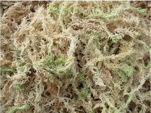 Musgo Sphagnum de Hilo Largo Grado 5A para Cultivo de Arándanos en Chile - Abono y Mezcla de Tierra Ácida con pH 3.5-4.5 - Product Image 2