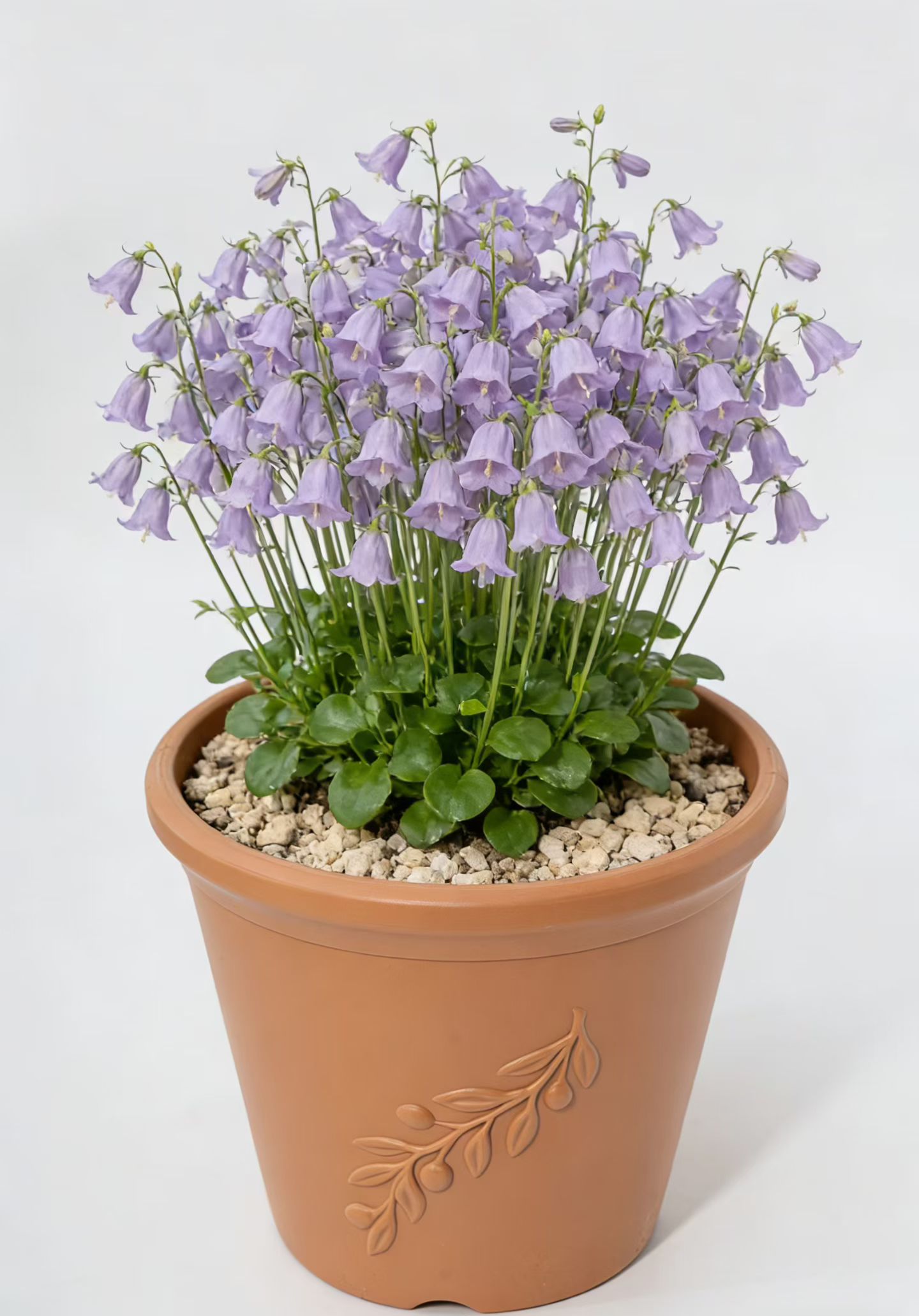 Style Pot Brun comme sur la photo