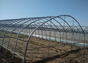 Serre <span class=keywords><strong>agricole</strong></span> en polytunnel en plastique, économique et compacte, à simple ou multi-chapelle, anti-goutte et anti-UV - Product Image 5
