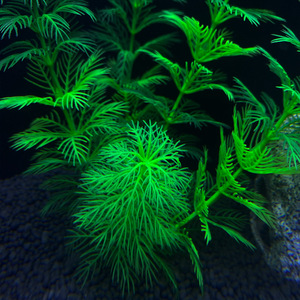 2025 nuovo commercio all'ingrosso di <span class=keywords><strong>acquario</strong></span> decorazione <span class=keywords><strong>acquario</strong></span> accessori acquatici subacquea di plastica artificiale <span class=keywords><strong>acquario</strong></span> pianta - Product Image 4