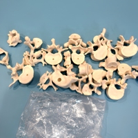 Modelo de Esqueleto Humano Desarticulado Completo, Huesos Sueltos Separados del Cuerpo Entero, Modelo de Enseñanza Médica de Anatomía