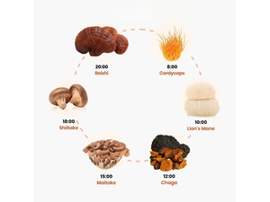 Gouttes d'énergie Lion's Mane à marque privée pour la santé cérébrale – Complément alimentaire Lion's Mane - Product Image 4