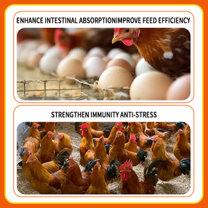 Améliorez la production d'œufs et le taux <span class=keywords><strong>de</strong></span> fécondation : Additifs alimentaires pour poulets, stimulateur immunitaire - Product Image 3