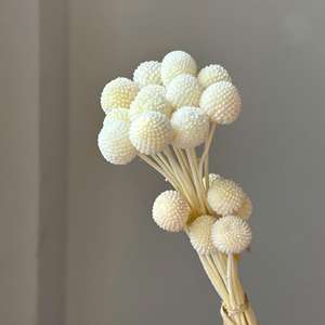 Fleurs de Craspedia naturelles séchées et préservées, boules dorées <span class=keywords><strong>pour</strong></span> la décoration florale de la maison, des tables de mariage - Product Image 3
