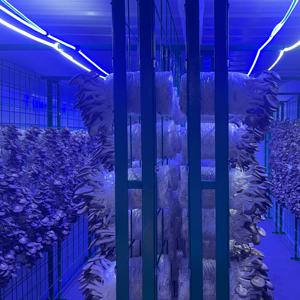 Serre <span class=keywords><strong>de</strong></span> plantation intelligente verticale <span class=keywords><strong>de</strong></span> système <span class=keywords><strong>de</strong></span> contrôle d'application d'agriculture <span class=keywords><strong>de</strong></span> grande envergure <span class=keywords><strong>de</strong></span> Chunsheng - Product Image 5