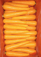 Carottes fraîches d'origine Shandong, légumes frais de Chine