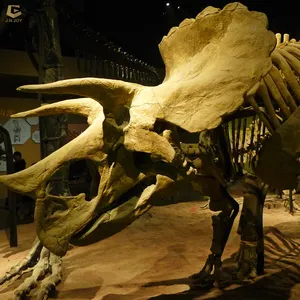 SGSK05 lebensechte maßge schneiderte Triceratops Skelett Museum Skelett Dinosaurier Skelett Fossil für die Ausstellung