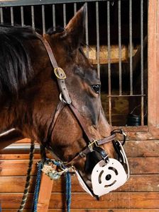 Bozal para Caballo de Alta Calidad con Hebillas Resistentes para un Uso Seguro en Exteriores y Establos - Product Image 4