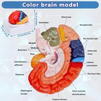 Modelo de Cerebro Humano a Tamaño Real, Colorido, con Marcas Numéricas, Modelo de Arteria Cerebral para Enseñanza Médica, CE/ISO