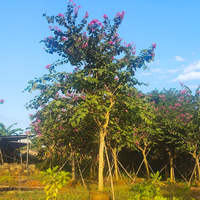 Arbre de Bauhinia à fleurs de carthame, fournisseur professionnel, grand arbre de Bauhinia Blakeana pour la décoration de jardin, plantes ornementales