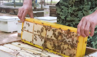 Neue MengerBee 250/500g PET Wabenhonigrahmen-Kassetten-Set Langstroth Britischer Stil Imkerei-Ausrüstung 1 Jahr Garantie