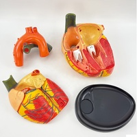 Modelo Anatómico de Corazón Jumbo Ampliado 4 Veces, Modelo de Enseñanza de Ciencias Médicas y Biológicas Humanas, Material de PVC para Escuelas