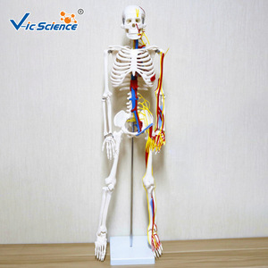 Suministro directo de fábrica de un modelo de esqueleto humano de 85 cm con corazón y vasos sanguíneos, material didáctico anatómico, hecho de PVC. - Product Image 1