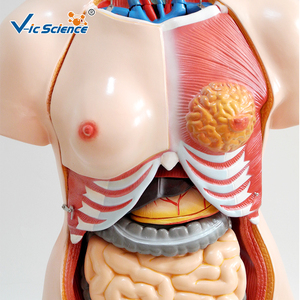 Cuerpo Humano, anatomía, Torso, anatómico, humano, modelo 85CM, Unisex, 40 Partes <span class=keywords><strong>para</strong></span> enseñar - Product Image 4