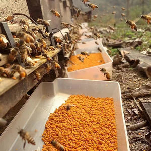 Flores y plantas, nuevo precio de polen de abeja - Product Image 6