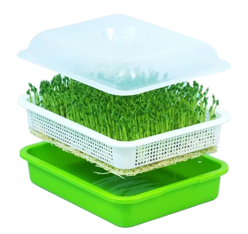 3 Types Sprout Dish Growing Pot