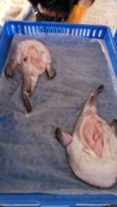 Chất lượng cao toàn bộ vòng <span class=keywords><strong>monkfish</strong></span> Hot bán sản phẩm - Product Image 6