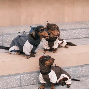 Abrigo de invierno de perro salchicha de poliéster con estampado clásico ecológico a prueba de frío <span class=keywords><strong>para</strong></span> <span class=keywords><strong>Yorkshire</strong></span> Terrier tallas pequeñas y medianas - Product Image 4