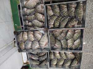 Carton <span class=keywords><strong>de</strong></span> 10 kg, Tilapia entier frais à 100 % (300g-500g), Prix usine, Emballage personnalisé, Fournisseur <span class=keywords><strong>de</strong></span> Tilapia, Tilapia entier rond - Product Image 4