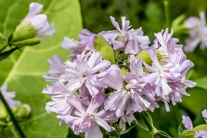 Kosher/Halal bersertifikat Saponaria Officinalis ekstrak akar sabun alami bubuk ekstrak <span class=keywords><strong>Soapwort</strong></span> - Product Image 2