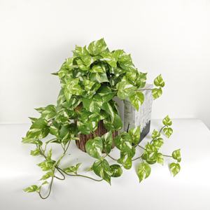 للبيع بالجملة 82 في بونساي ، سياج عصاري فاخر من الخشب الأخضر للغرفة أو الحفلات ، معلق بأسلوب حي - Product Image 5