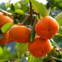 B.C.I Supply Vente en gros Feuille de kaki séchée Extrait de fruit Hoshigaki Flavonoïdes 10% Poudre de kaki