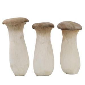 Hongos <span class=keywords><strong>Trompeta</strong></span> Reales Frescos de Alta Calidad Cultivados en China - Product Image 1