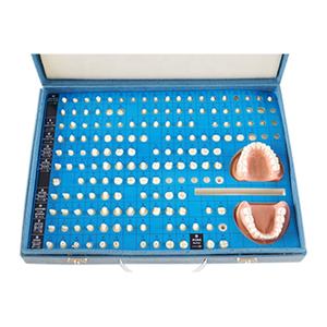 Preparación de dientes Práctica Modelo de diente Operativo Modelo de odontología y Prostodoncia - Product Image 1