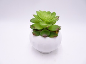 <span class=keywords><strong>Giardino</strong></span> di casa desktop decor mini <span class=keywords><strong>piante</strong></span> <span class=keywords><strong>grasse</strong></span> succulente <span class=keywords><strong>in</strong></span> <span class=keywords><strong>vaso</strong></span> artificiale con la Simulazione di carne bacino di ceramica - Product Image 6